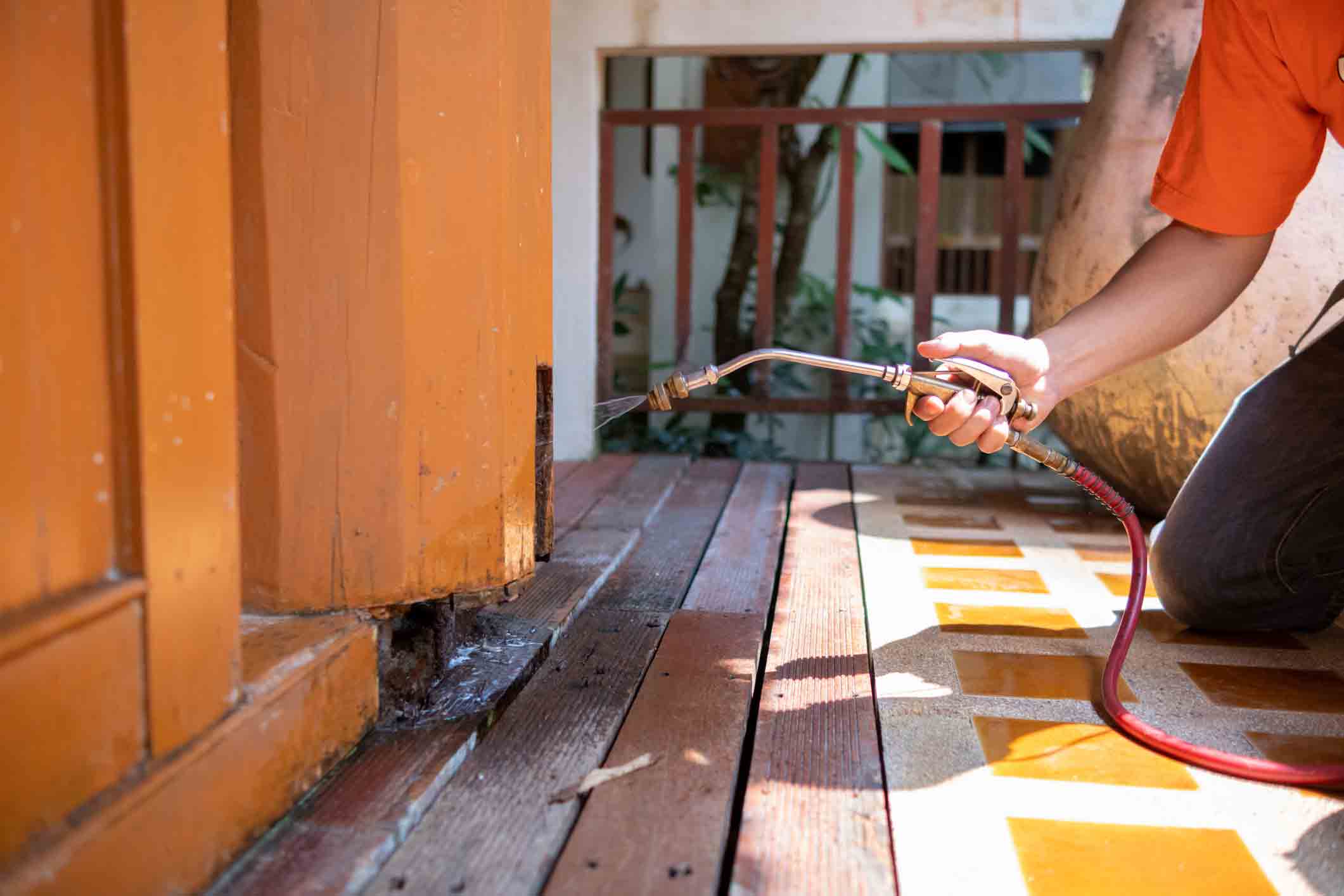 Bed Bug and Rodent Control